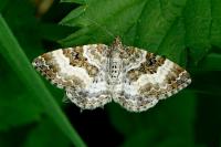 Epirrhoe alternata