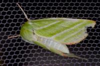 Pseudoips prasinanus