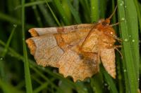Selenia lunularia