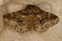 Lycia hirtaria