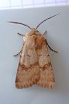Agrotis cinerea