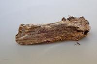 Egira conspicillaris