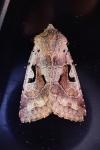 Orthosia gothica