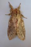 Peridea anceps