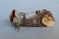 Phalera bucephala