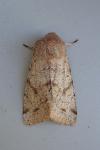 Orthosia incerta