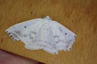 Lomographa temerata