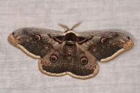 Saturnia pyri