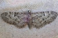 Eupithecia dodoneata