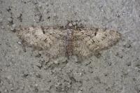 Eupithecia dodoneata