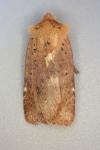 Conistra rubiginea