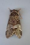 Drymonia dodonaea