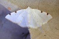 Lomographa bimaculata