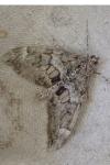 Thera britannica