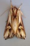 Actinotia polyodon