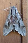 Hyloicus pinastri