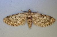 Eupithecia tantillaria