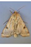Heliothis peltigera