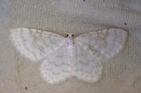 Asthena albulata
