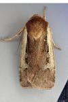 Ochropleura plecta