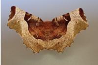 Selenia tetralunaria