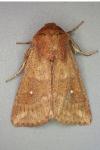 Mythimna albipuncta
