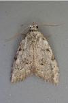 Nola confusalis