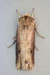Axylia putris