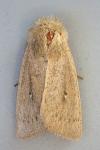 Mythimna sicula