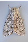 Acronicta aceris