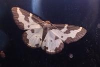 Lomaspilis marginata