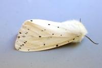 Spilosoma lubricipeda