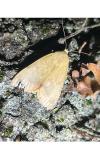 Ophiusa tirhaca