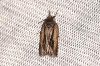 Nycteola revayana