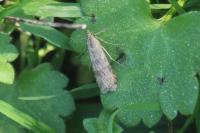 Nomophila noctuella