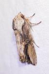 Egira conspicillaris