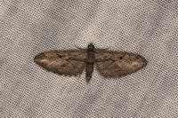 Eupithecia