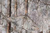 Megasis rippertella