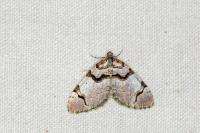 Anticlea derivata