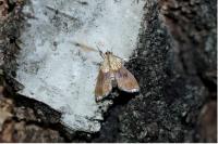 Agrotera nemoralis