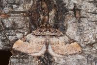 Earophila badiata