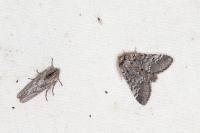 Drymonia ruficornis