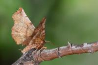 Selenia dentaria