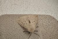 Spilosoma lubricipeda