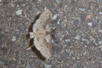 Calliteara pudibunda