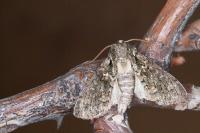 Polyploca ridens