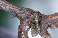 Polyploca ridens