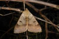 Minucia lunaris