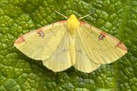 Opisthograptis luteolata