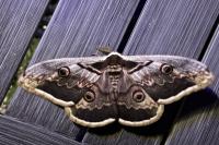Saturnia pyri